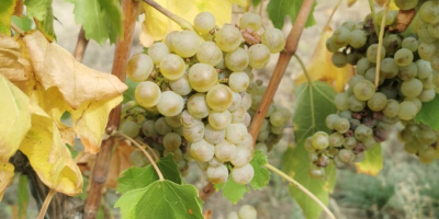 Uvas húngaras de alta calidad, como Leányka/Dziewczynka (blanca, variedad