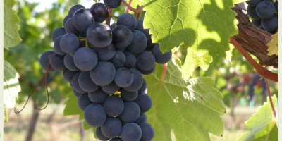 Uvas húngaras de alta calidad, como Leányka/Dziewczynka (blanca, variedad