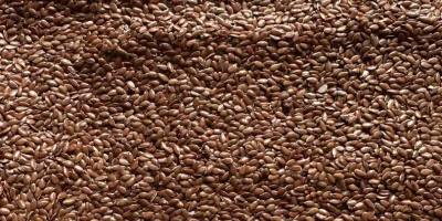 Vendemos aceite de lino cosechado en 2025. Envasado en