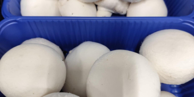 Vendo champiñones blancos, marrones, portobello, planos y ostra. Empacamos