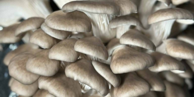 Vendo champiñones blancos, marrones, portobello, planos y ostra. Empacamos