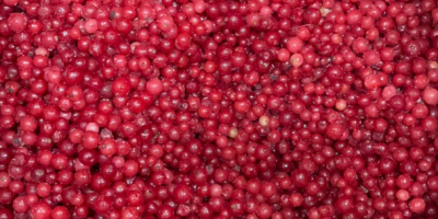 Frambuesa 95/5 - congelada, 10 kg, caja de cartón.