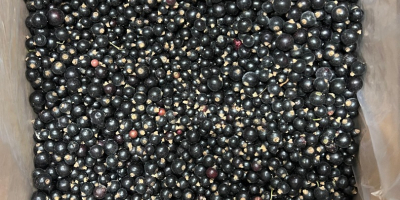 Frambuesa 95/5 - congelada, 10 kg, caja de cartón.