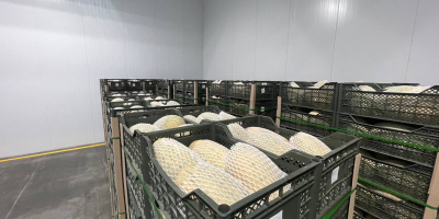 Exportación de melón fresco de Uzbekistán 1 kg -
