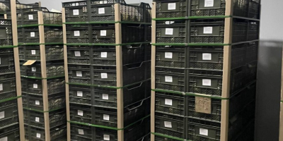 Exportación de melón fresco de Uzbekistán 1 kg -