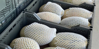 Exportación de melón fresco de Uzbekistán 1 kg -