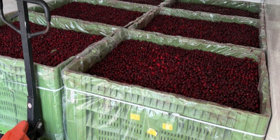 Esta temporada, ofrecemos guindas de calidad industrial de la
