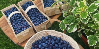 Arándanos directamente de una plantación local, orgánicos, sin pulverizar.
