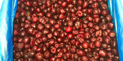 Cerezas congeladas sin hueso calibre 14+ ❄ — cosecha