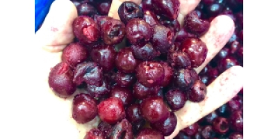 Cerezas congeladas sin hueso calibre 14+ ❄ — cosecha