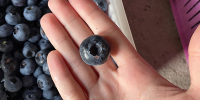 ¡Hola! Vendo arándanos recién cosechados a mano. La fruta