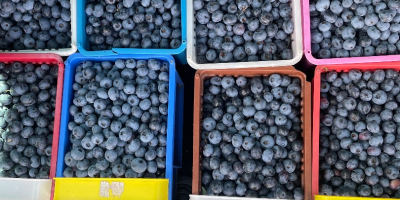 ¡Hola! Vendo arándanos recién cosechados a mano. La fruta
