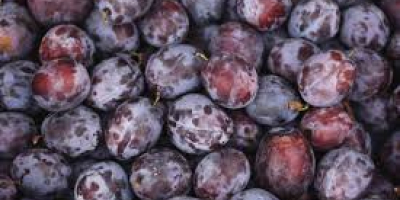 Compramos ciruelas industriales. No nos preocupa el tamaño ni