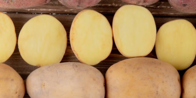Papas albanesas frescas: la temporada comienza en 3 meses.