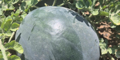 Español Sandía fresca de Lorca (Murcia), cultivada bajo el