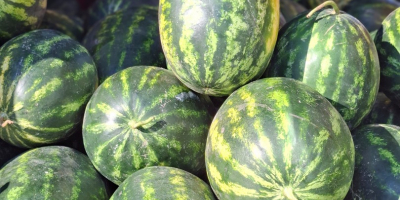 Vendo sandía (lubenita) Mirsini F1 Mancha negra Luisitana Bryxberry