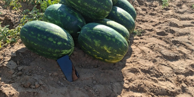 Vendo sandía (lubenita) Mirsini F1 Mancha negra Luisitana Bryxberry