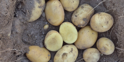 Somos productores de papas de las variedades Agata y
