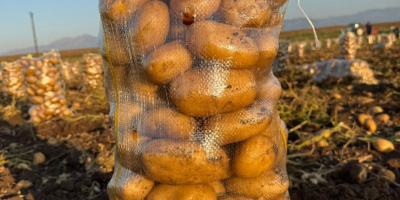 Somos productores de papas de las variedades Agata y