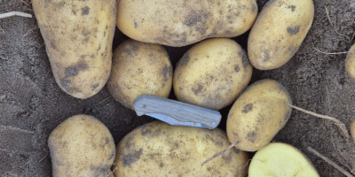 Somos productores de papas de las variedades Agata y