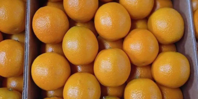 Raees Group presenta la naranja: ¡una fruta deliciosa con