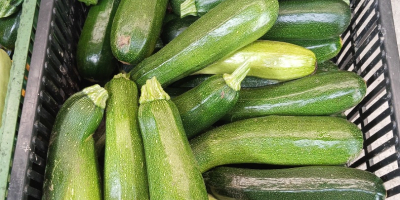 Calabacín en venta Varias variedades de Landa fresco En