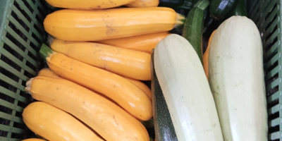Calabacín en venta Varias variedades de Landa fresco En