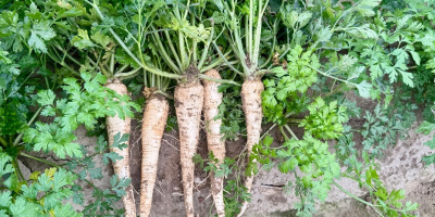 Tengo perejil largo muy bonito para la venta.