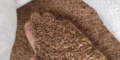 Vendemos lino marrón. 1000 toneladas. Empacado en big bag.
