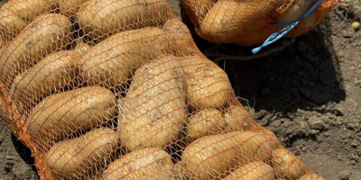 Las patatas se venden al por mayor en palés