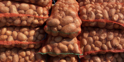 Las patatas se venden al por mayor en palés