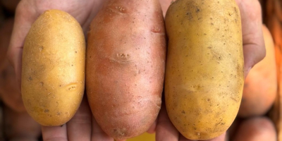 Las patatas son Red Lady, Queen Anne y Prada.