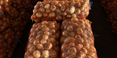 Cebolla blanca, condado de Braila, aldea de Albina. Gran