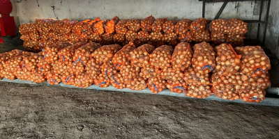 Cebolla blanca, condado de Braila, aldea de Albina. Gran