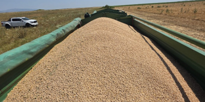GARBANZOS A GRANEL EN VENTA – CALIDAD PREMIUM Ofrecido