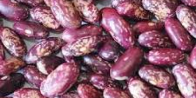 Exportación de todo tipo de frijoles desde Uzbekistán: frijoles