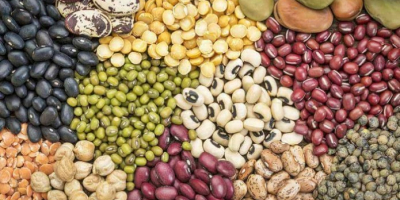 Exportación de todo tipo de frijoles desde Uzbekistán: frijoles