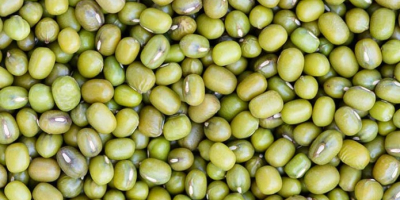 Exportación de todo tipo de frijoles desde Uzbekistán: frijoles