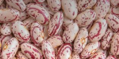Exportación de todo tipo de frijoles desde Uzbekistán: frijoles