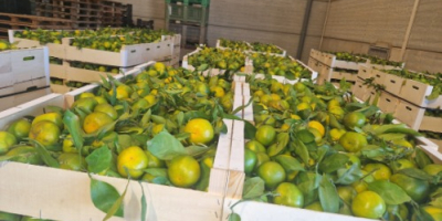 Tenemos mandarinas Satsumas (Iwasakis, okitsus, satsumas). Estas son las