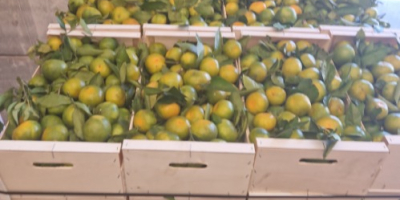 Tenemos mandarinas Satsumas (Iwasakis, okitsus, satsumas). Estas son las