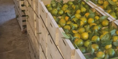 Tenemos mandarinas Satsumas (Iwasakis, okitsus, satsumas). Estas son las