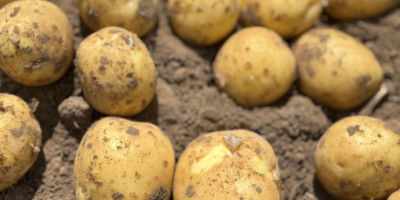Le invitamos a comprar patatas polacas frescas de nuestra