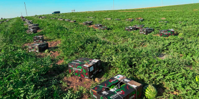 Ofrecemos una amplia gama de productos alimenticios: sandías frescas,