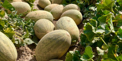 Ofrecemos una amplia gama de productos alimenticios: sandías frescas,