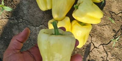 Vendo pimientos de invernadero y de campo para la