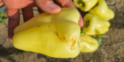 Vendo pimientos de invernadero y de campo para la