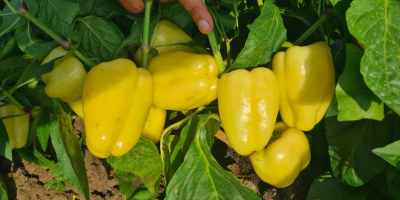 Vendo pimientos morrones de campo y de huerto para