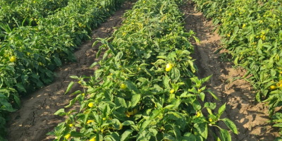 Vendo pimientos morrones de campo y de huerto para