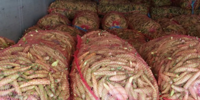 De agosto a octubre, ofrecemos pimiento rojo kapia para